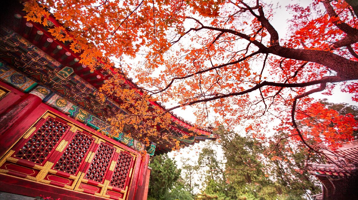 Autumn in Xiangshan: A Symphony of Colors