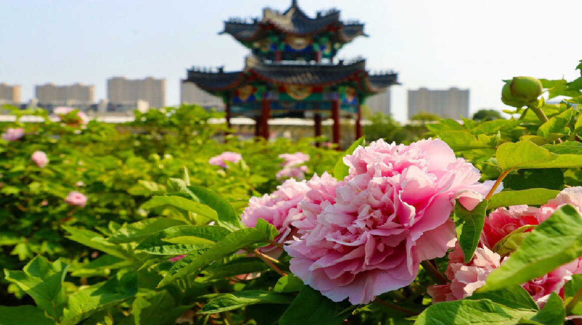 The Splendor of Heze Peonies