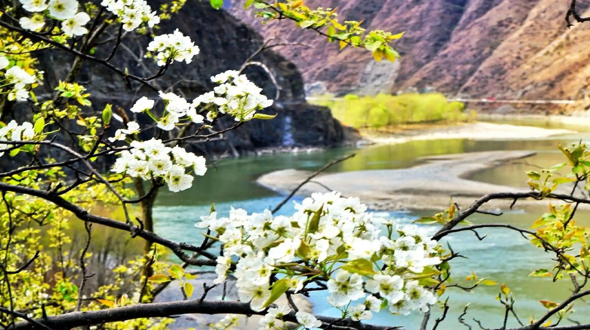 The Ethereal Blossoms of Jinchuan