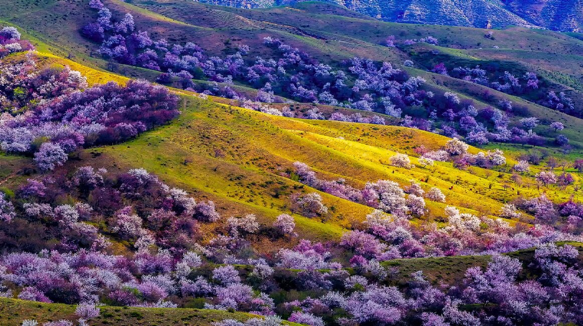 The Blossoming Splendor of Ili's Apricot Flowers