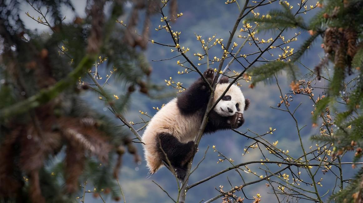 Giant Panda, China's National Treasure A Gift of Nature and a Messenger of Civilization