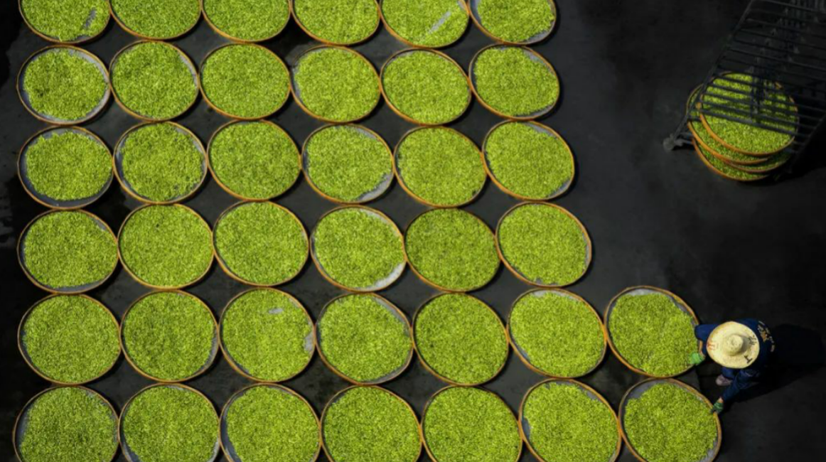 The Legend of White Tea: Green Gold of Fuding