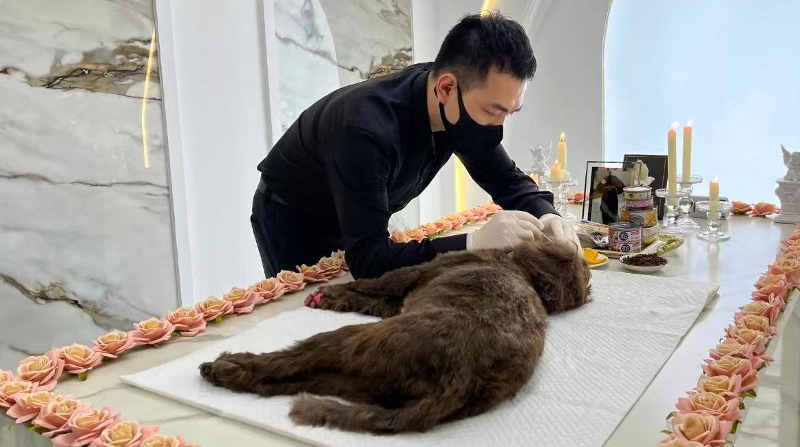 The Silent Healing Technique of a Pet Undertaker‌