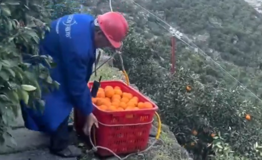 Oranges taking first-class flights now! 