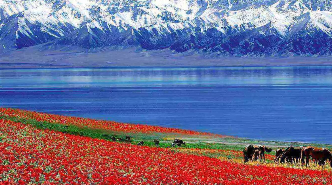 Sayram Lake: The Sapphire of the Tianshan and the Last Tear of the Atlantic‌