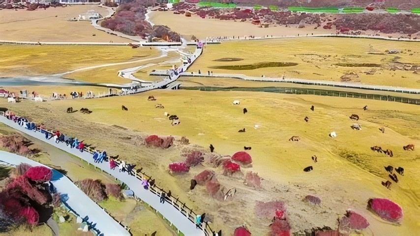 洛绒牛场