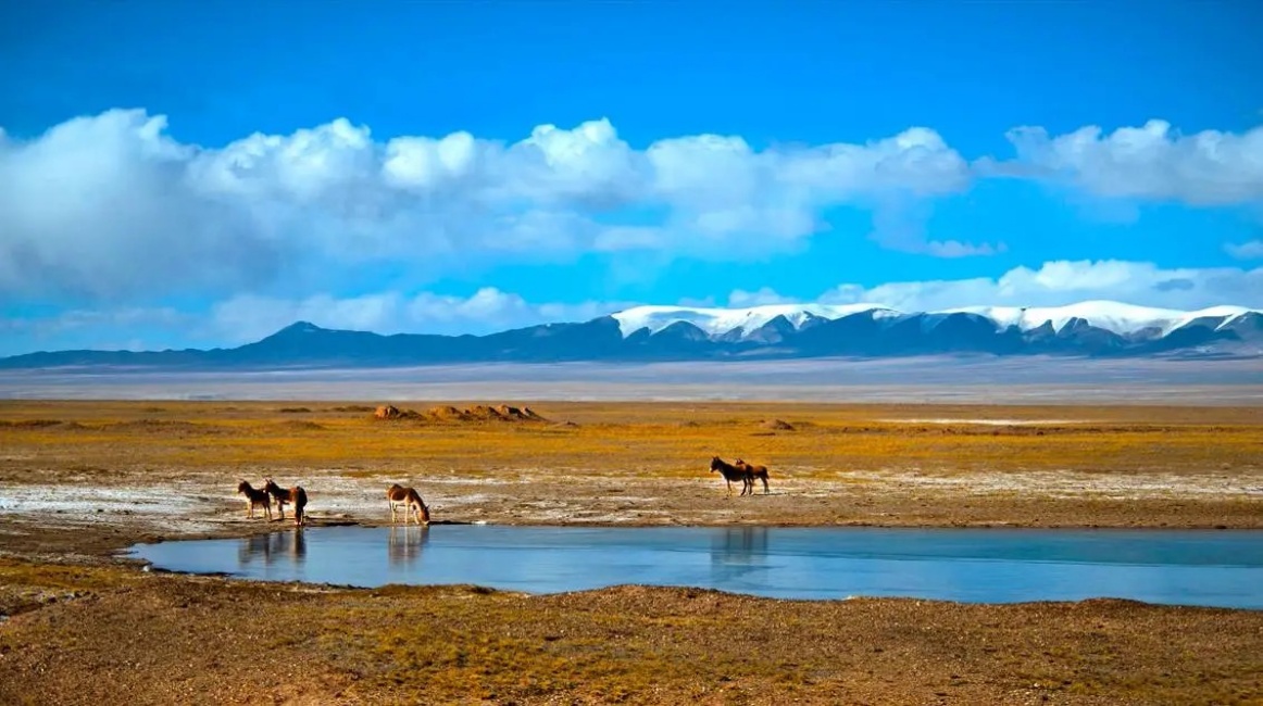 Hoh Xil: A Pure Land of Life and Spectacular Scenery on the Qinghai-Tibet Plateau