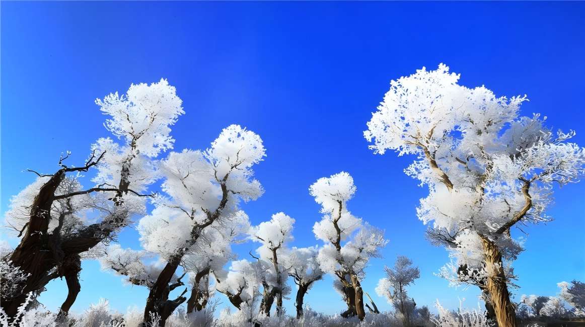 Populus Euphratica in Ice and Snow, a Peerless Wonder of the World