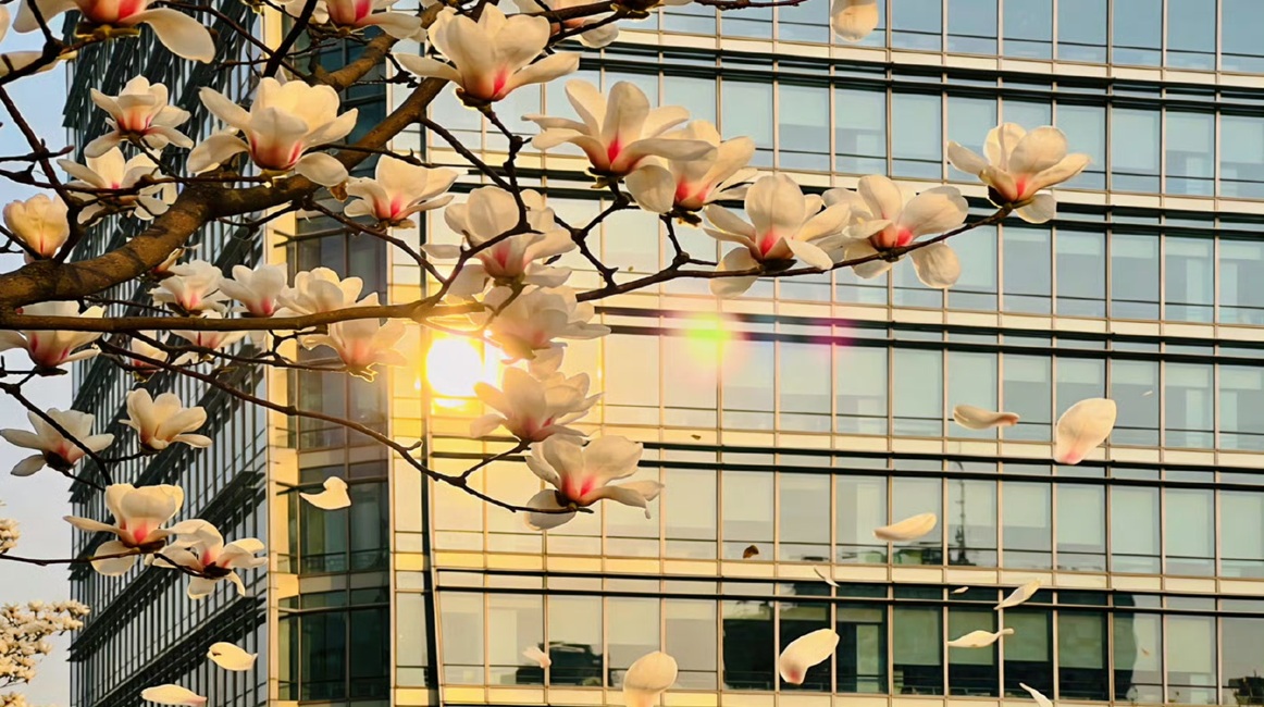 The Magnificent Magnolias: A Foreigner's Ode to Spring in Beijing