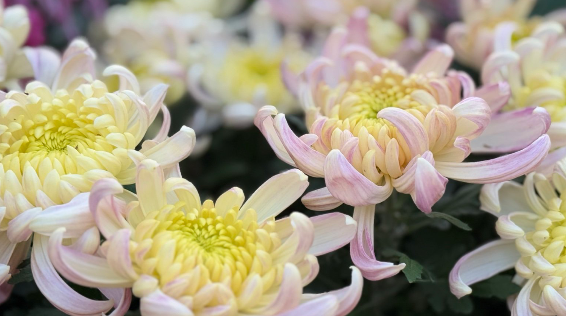 The Golden Flower of Autumn: China‘s Enduring Love Affair with the Chrysanthemum