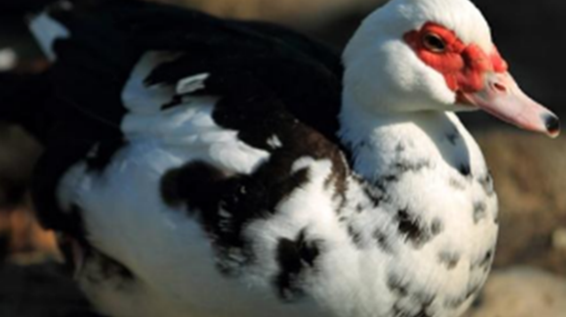 Jiaji Duck: A Delicacy of China’s Overseas Hometown