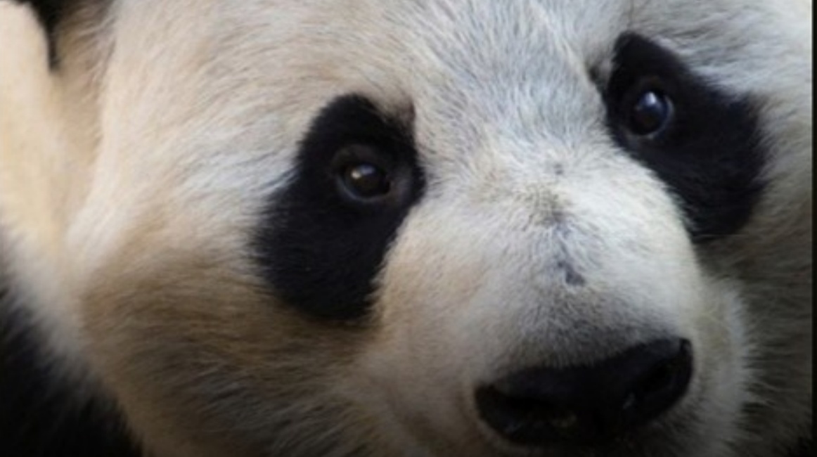 TWO GIANT PANDAS FROM CHINA ARRIVE AT GEORGIA ZOO